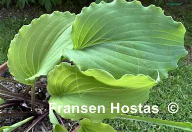 Hosta Chris' Yellow Ruffles