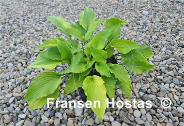 Hosta Chris' Yellow Ruffles