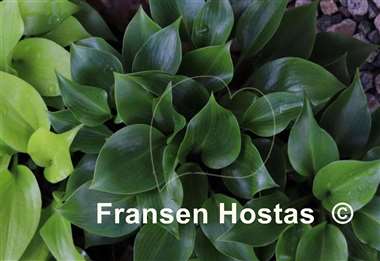 Hosta Christine's Joy