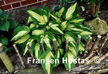Hosta Christmas Candy