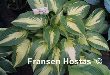 Hosta Christmas Candy