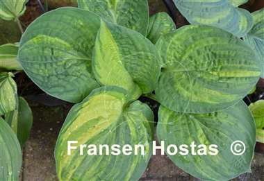 Hosta Christmas Tree Gala