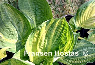 Hosta Christmas Tree Gala