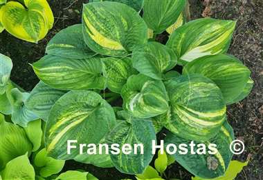 Hosta Christmas Tree Gala