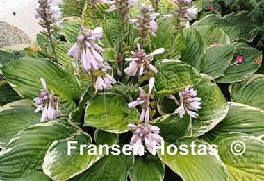 Hosta Christmas Tree