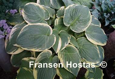 Hosta Christmas Tree