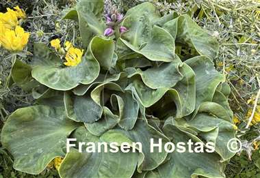 Hosta Church Mouse