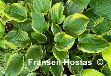 Hosta Circular Saw