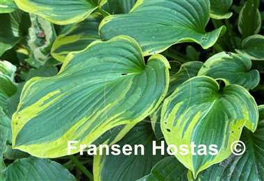 Hosta Circular Saw