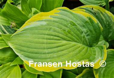 Hosta Circular Saw