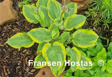 Hosta Circular Saw