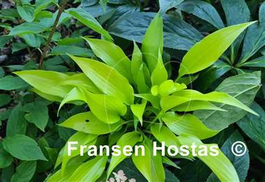 Hosta Citric Star