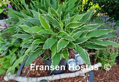 Hosta City Dog