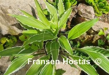 Hosta City Dog