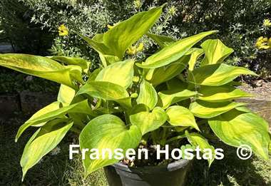 Hosta Claudia A