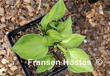 Hosta Claudia A