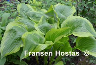 Hosta Cleopatra