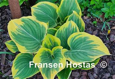 Hosta Clifford's Forest Fire