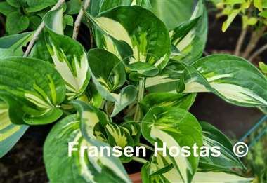 Hosta Clifford's Stingray