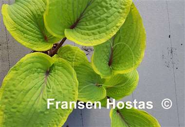 Hosta Close to Perfection