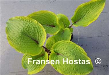 Hosta Close to Perfection