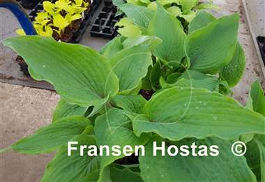 Hosta Close to Perfection