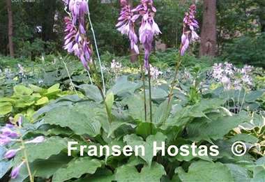 Hosta Cloud Illusions