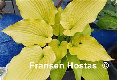 Hosta Coast to Coast