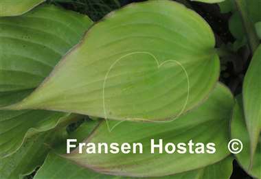 Hosta Coastal Solar Impulse