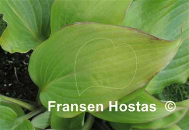 Hosta Coastal Solar Impulse