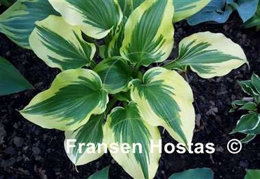 Hosta Coastal Treasure