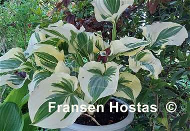 Hosta Coastal Treasure