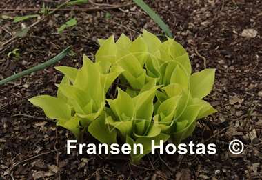 Hosta Coconut Custard
