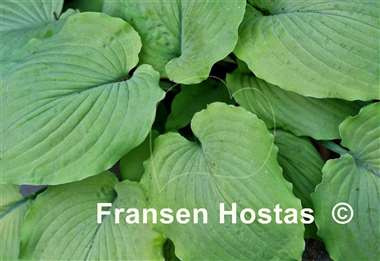 Hosta Cold Heart