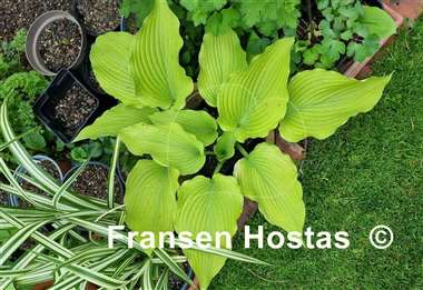 Hosta Colleen Marie