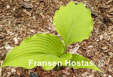 Hosta Colleen Marie
