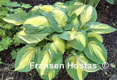 Hosta Color Festival