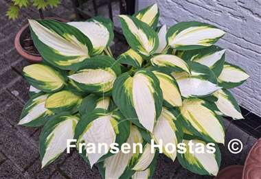Hosta Color Festival