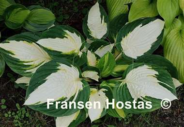 Hosta Color Festival