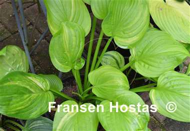 Hosta Color Parade