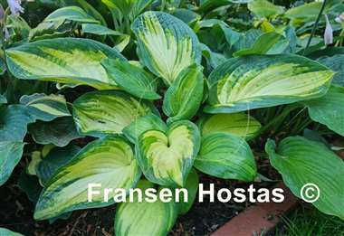 Hosta Color a la Mode 