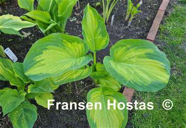 Hosta Color a la Mode 