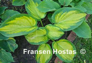 Hosta Color a la Mode 