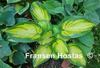 Hosta Color a la Mode