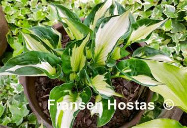 Hosta Colored Hulk