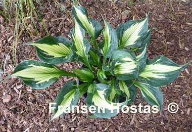 Hosta Colored Hulk