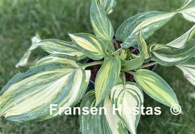 Hosta Confused Angel