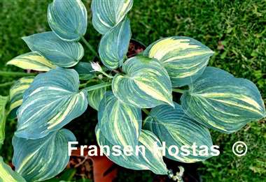 Hosta Confused Angel