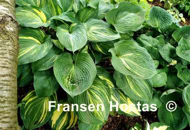Hosta Confused Angel
