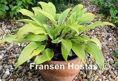 Hosta Considering Concordville